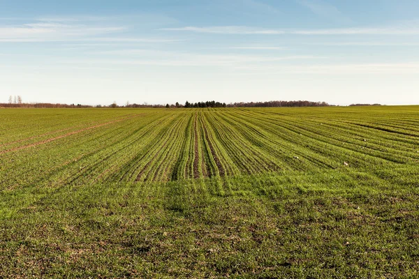 Campo verde en primavera . —  Fotos de Stock