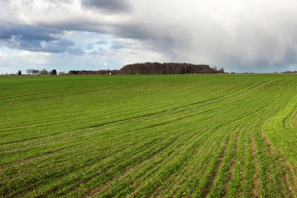 Grönt fält på våren. — Stockfoto