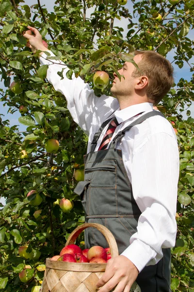 Mann im Obstgarten. — Stockfoto