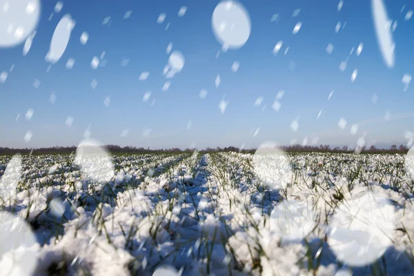 Blizzard na pšeničné pole. — Stock fotografie