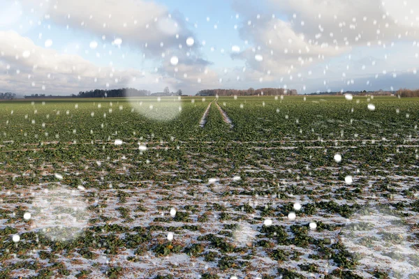 Blizzard na polu pszenicy. — Zdjęcie stockowe