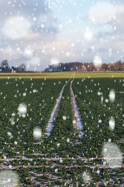 Blizzard op tarweveld. — Stockfoto