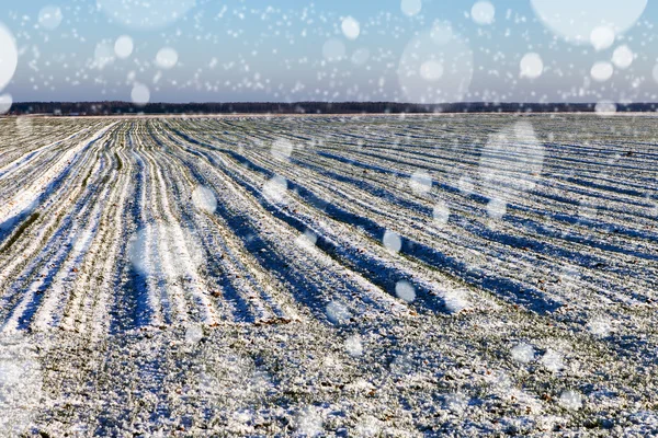 Blizzard in platteland. — Stockfoto