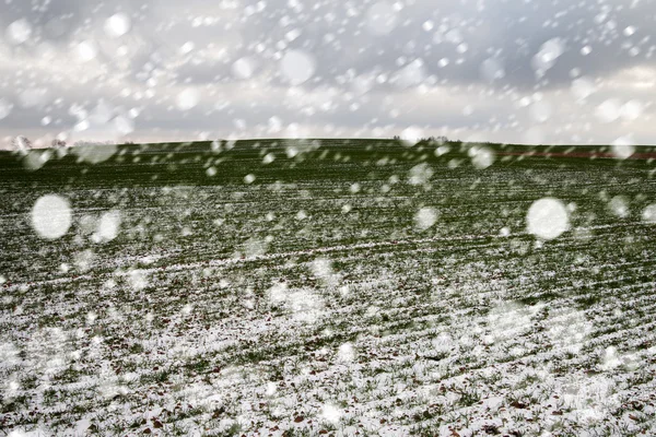 Sněžení na pšeničné pole.. — Stock fotografie