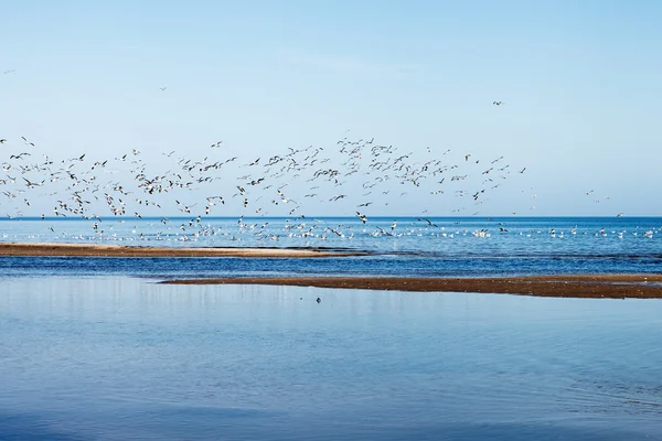 Sea gulls at Baltic sea. — Stock Photo, Image