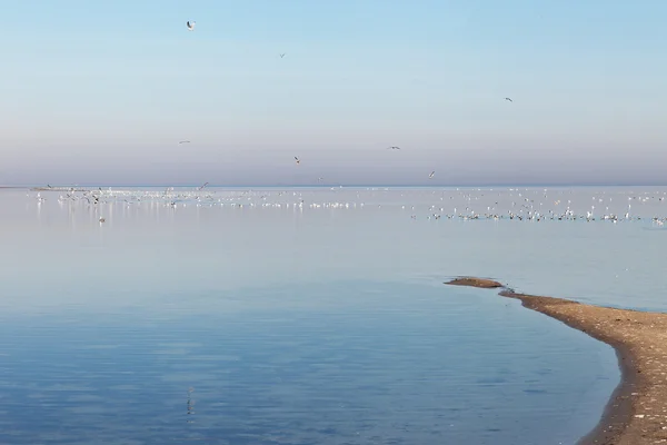 Морские чайки в Балтийском море . — стоковое фото