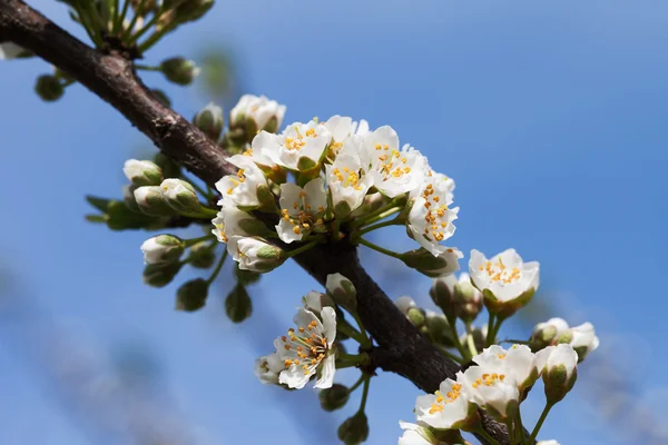 Bloeiende pruim. — Stockfoto