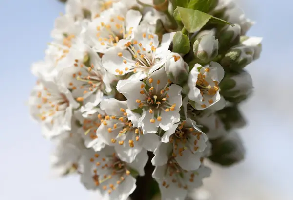 Ciruela en flor . —  Fotos de Stock