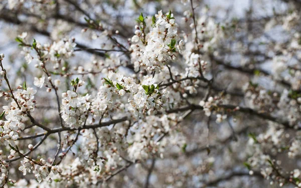 Blomstrende plomme . – stockfoto