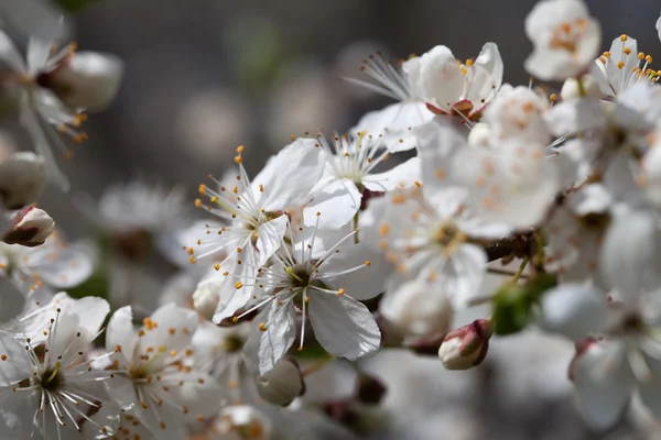 Bloeiende pruim. — Stockfoto