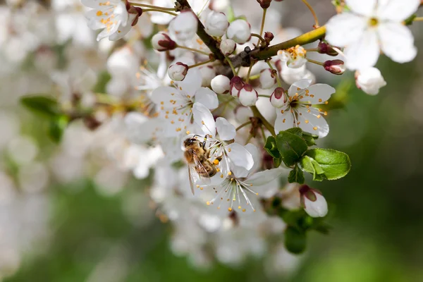 Kvetoucí švestka. — Stock fotografie