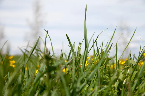 Green grass. — Stock Photo, Image