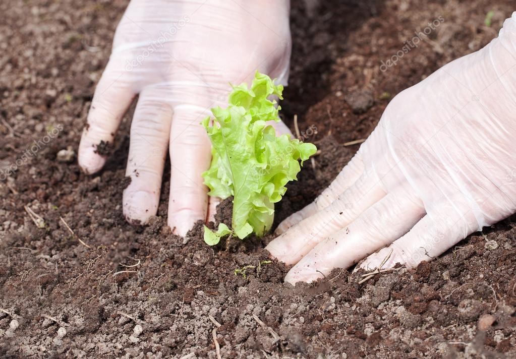 Салат максимус. Салат в открытый грунт. Выращиваем зелень в открытом грунте. Салат в открытый грунт. Салат в открытый грунт.