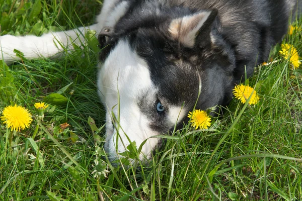 Boldog kutya a fű. — Stock Fotó