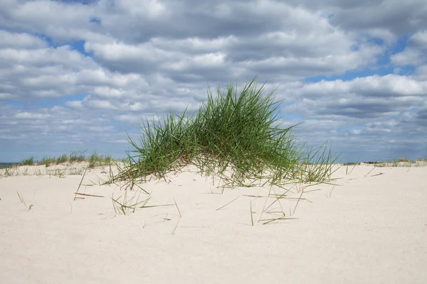 Gräs i sanden på Östersjön. — Stockfoto