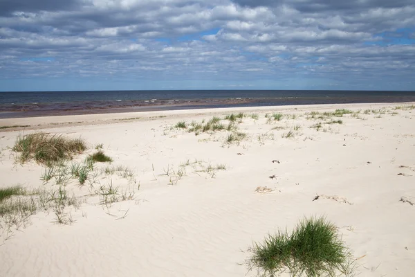 Tráva v písku u Baltského moře. — Stock fotografie