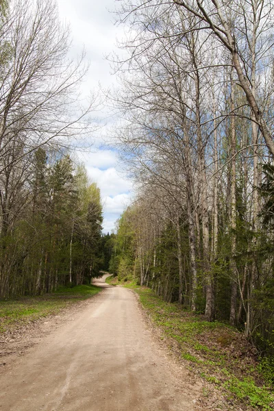 Road in forest. — Stock Photo, Image