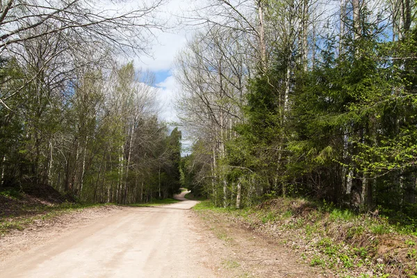 Route en forêt . — Photo