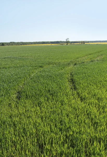 Campo di grano. — Foto Stock