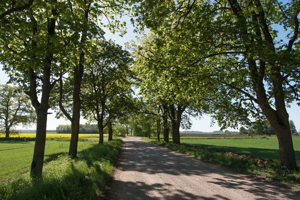 Rural road. — Stock Photo, Image