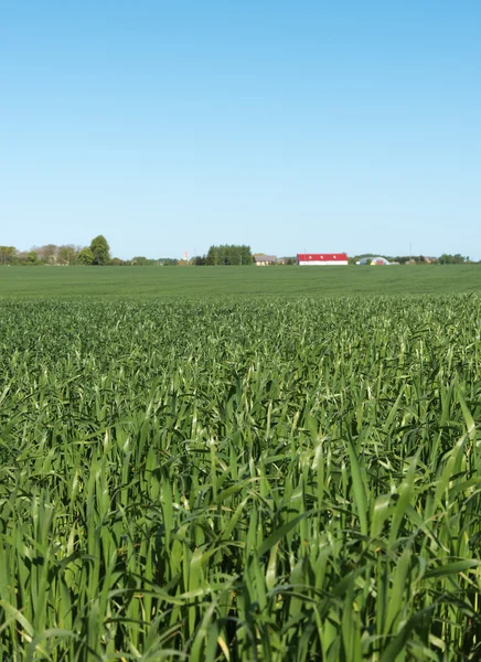 Campo de trigo. — Fotografia de Stock