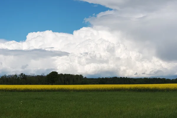 Feld unter Wolken. — Stockfoto