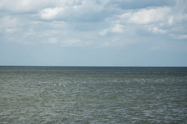 Vogels in Baltische Zee. — Stockfoto