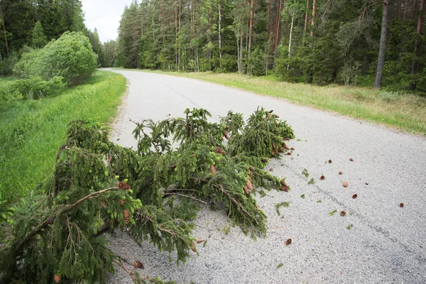 Fallna träd. — Stockfoto