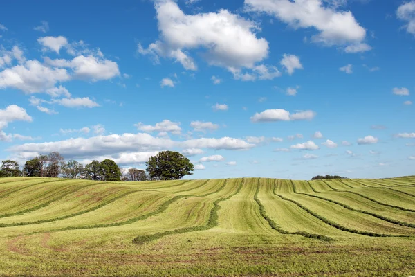 Mowed agricultural field. — Stock Photo, Image