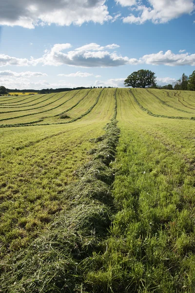 Mowed agricultural field. — Stock Photo, Image