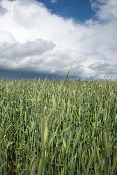 Campo di grano verde. — Foto Stock