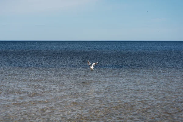 Calma en el mar Báltico . — Foto de Stock