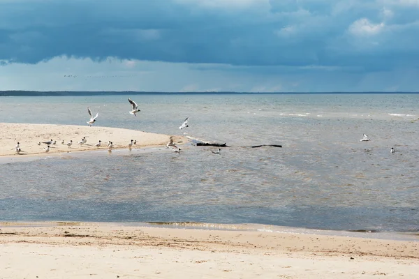 ラトビアのバルト海の海岸. — ストック写真