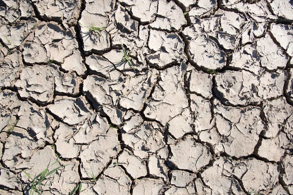 Terreno incrinato . — Foto Stock