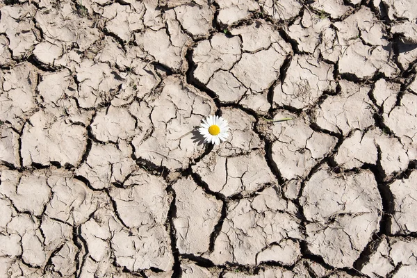 Kırık toprakta çiçek. — Stok fotoğraf