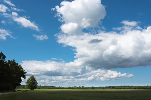 Groene tarweveld. — Stockfoto