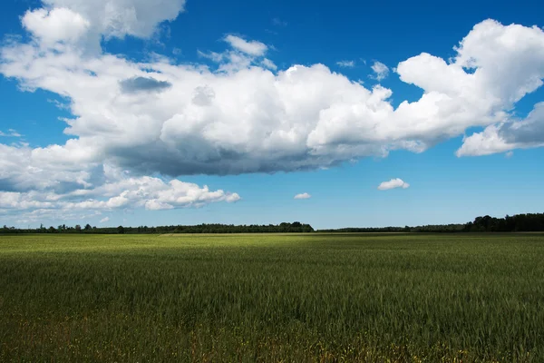 Groene tarweveld. — Stockfoto