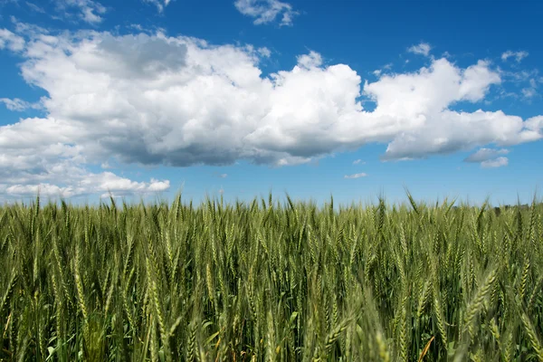 Grünweizenfeld. — Stockfoto