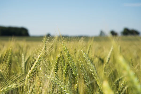 Green cornfield. — Stock Photo, Image