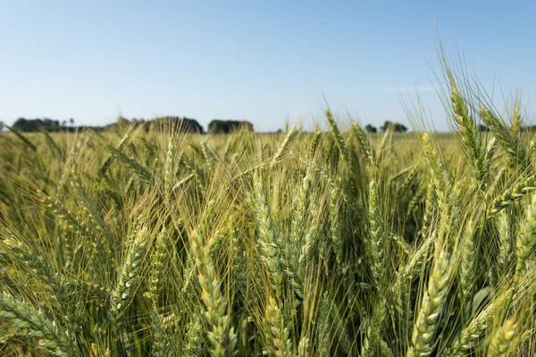 Green cornfield. — Stock Photo, Image