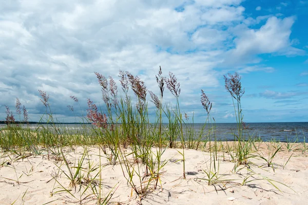 Erba in sabbia . — Foto Stock