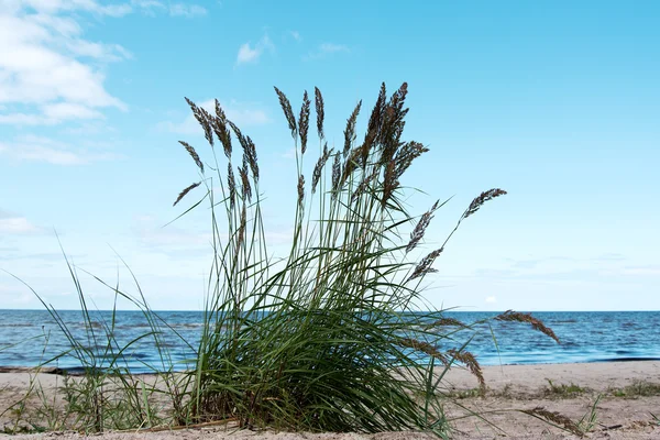 Grass in sand. — Stock Photo, Image