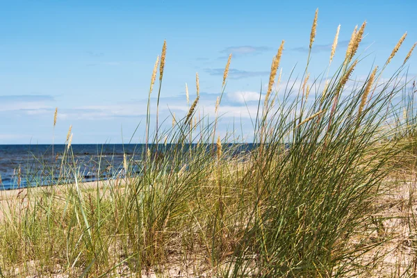 Herbe dans le sable . — Photo