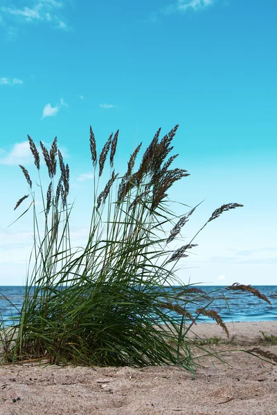 Grass in zand. — Stockfoto