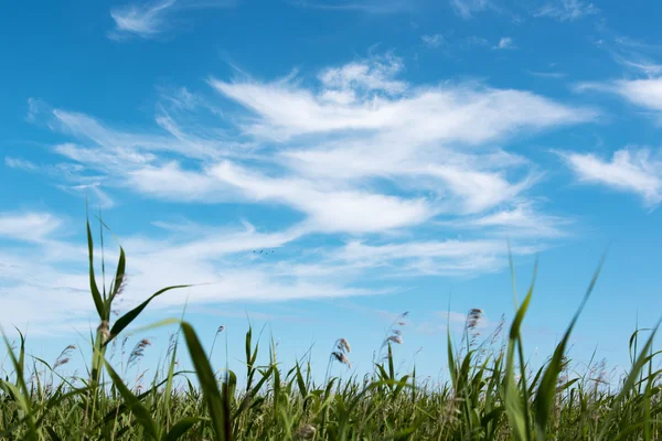 Sky and reeds. — Stock Photo, Image