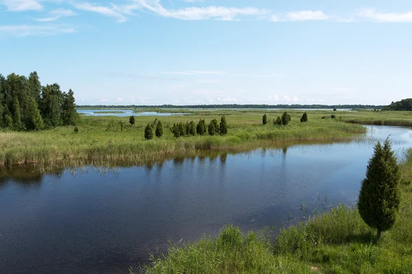 Roseaux sur le lac . — Photo