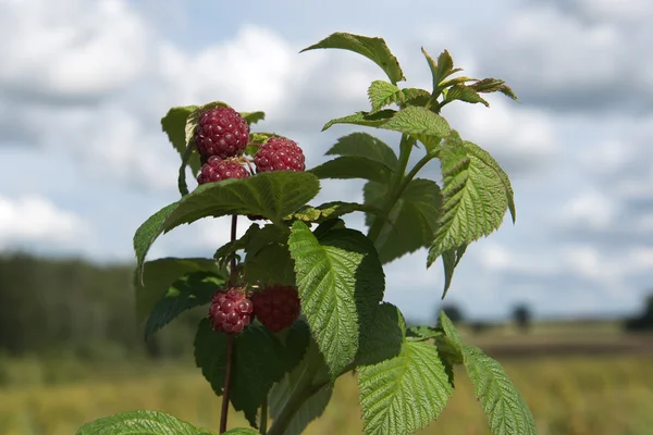 Growing raspberries. — Stock Photo, Image