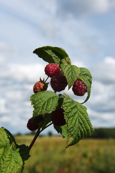 Growing raspberries. — Stock Photo, Image