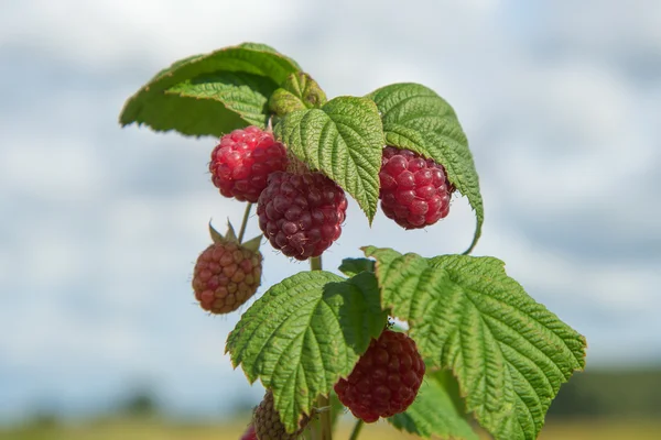 Growing raspberries. — Stock Photo, Image