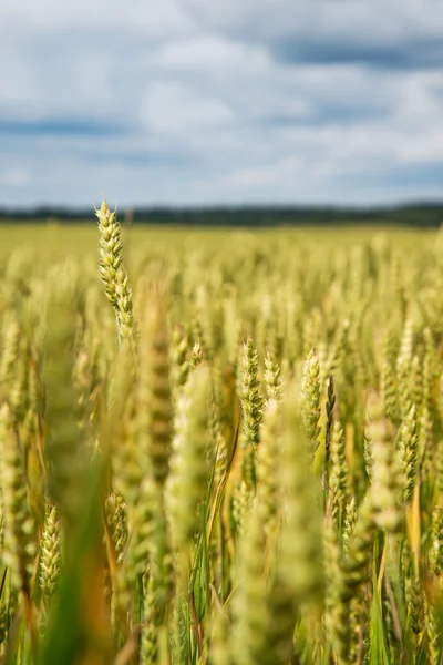 Lato na polu pszenicy. — Zdjęcie stockowe